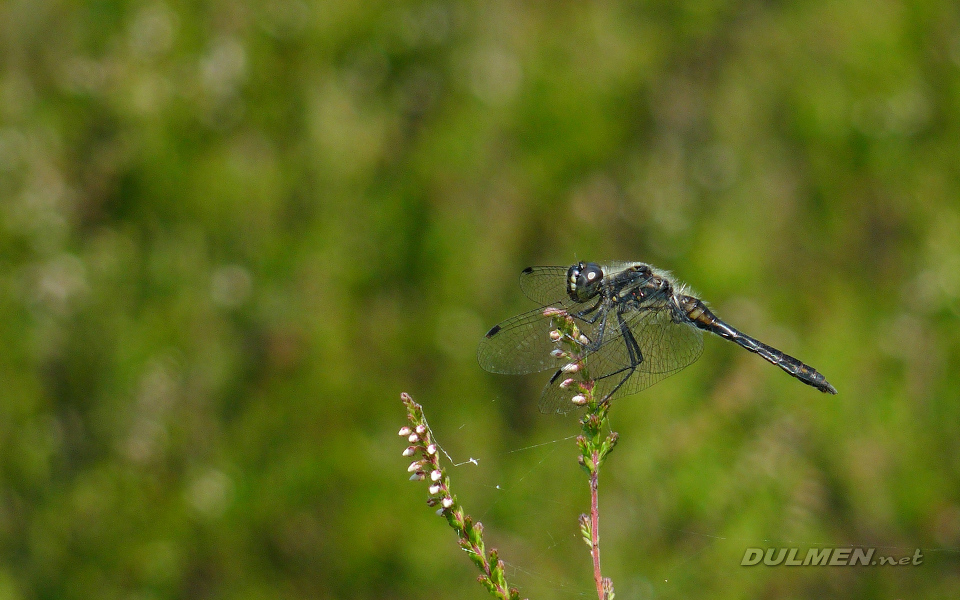 Black Darter (Male, Sympetrum danae)